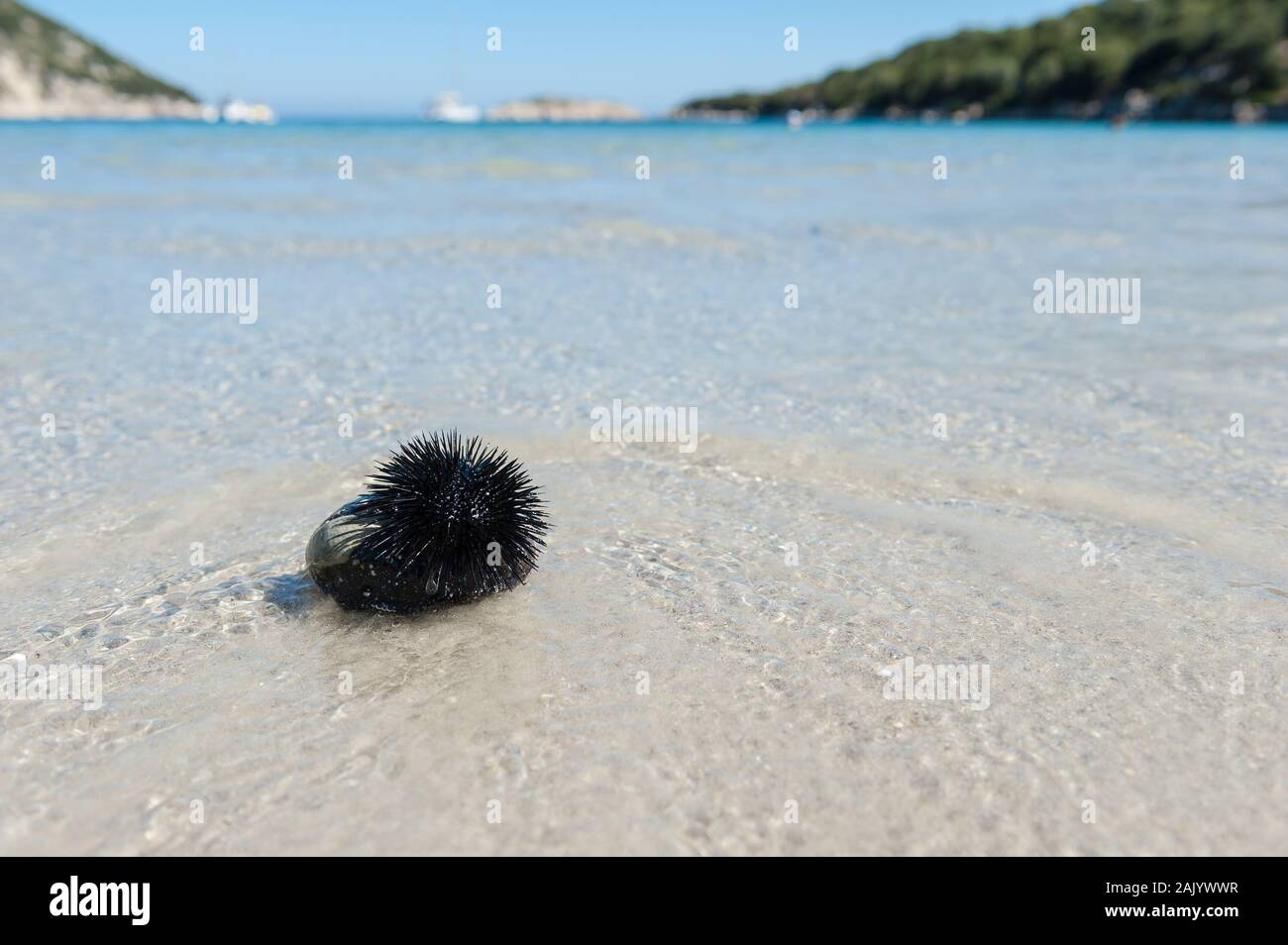 Sur un oursin Porto Atheras Beach, Kefalonia, îles Ioniennes, Grèce, Europe Banque D'Images