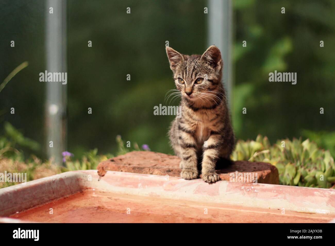 Tabby chaton assis dans le jardin, près de l'eau, été jour ensoleillé, en arrière-plan serre, vue rapprochée Banque D'Images