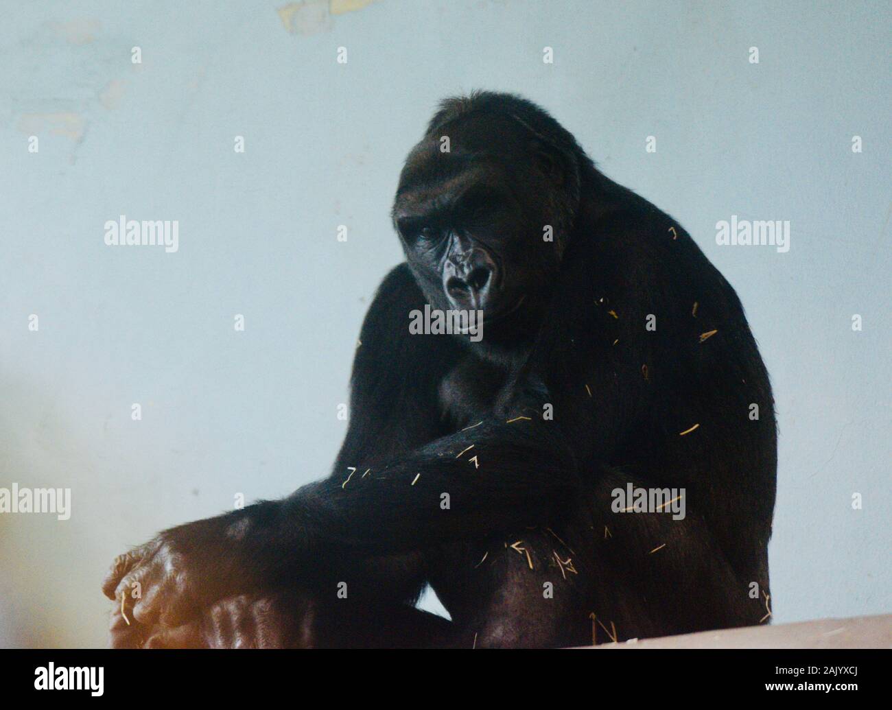 Gorille Banque D'Images