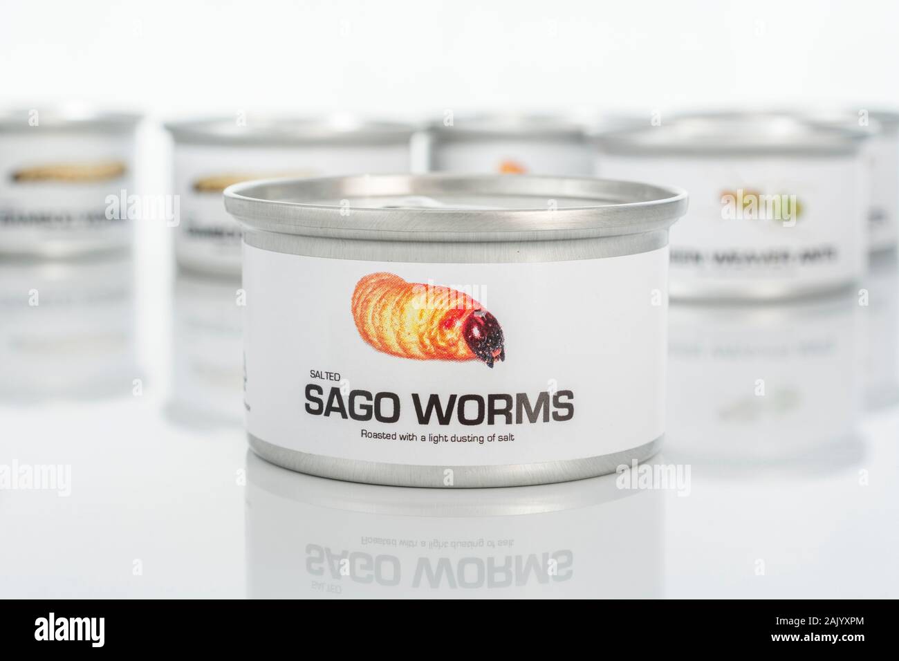 Tin des insectes comestibles / nouveauté - alimentaire vers / Rhyncophorus ferrugineus sagou. Concept d'insectes comme nourriture humaine, l'entomophagie, manger bugs insectes. Banque D'Images