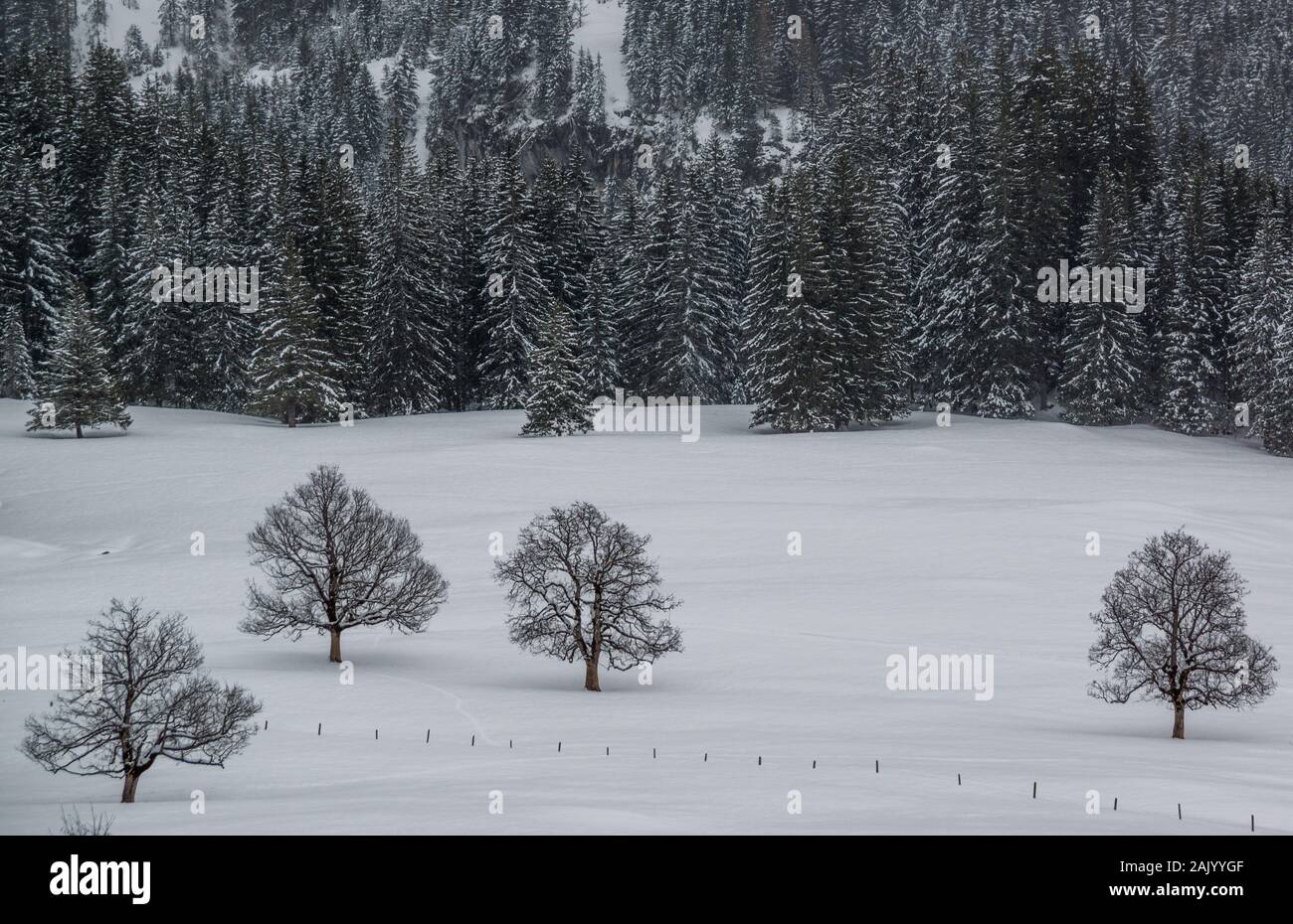 Alpes suisses au cours de l'hiver avec des montagnes et des arbres couverts de neige Banque D'Images