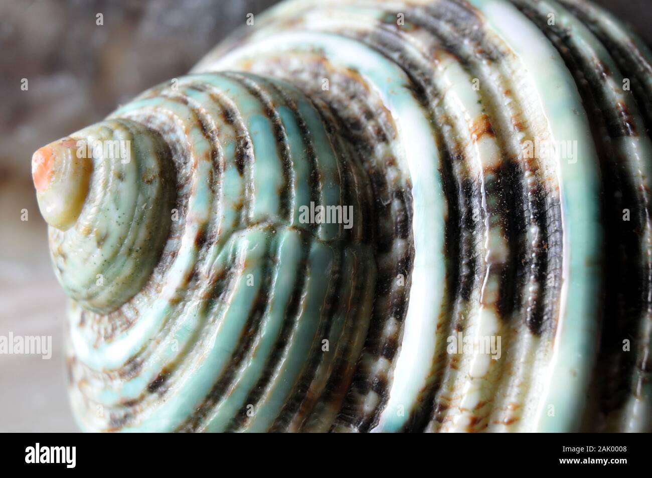 Macrophotographie des coquille vide d'un escargot turban vert, un gastéropode d'eau de mer tropical Banque D'Images