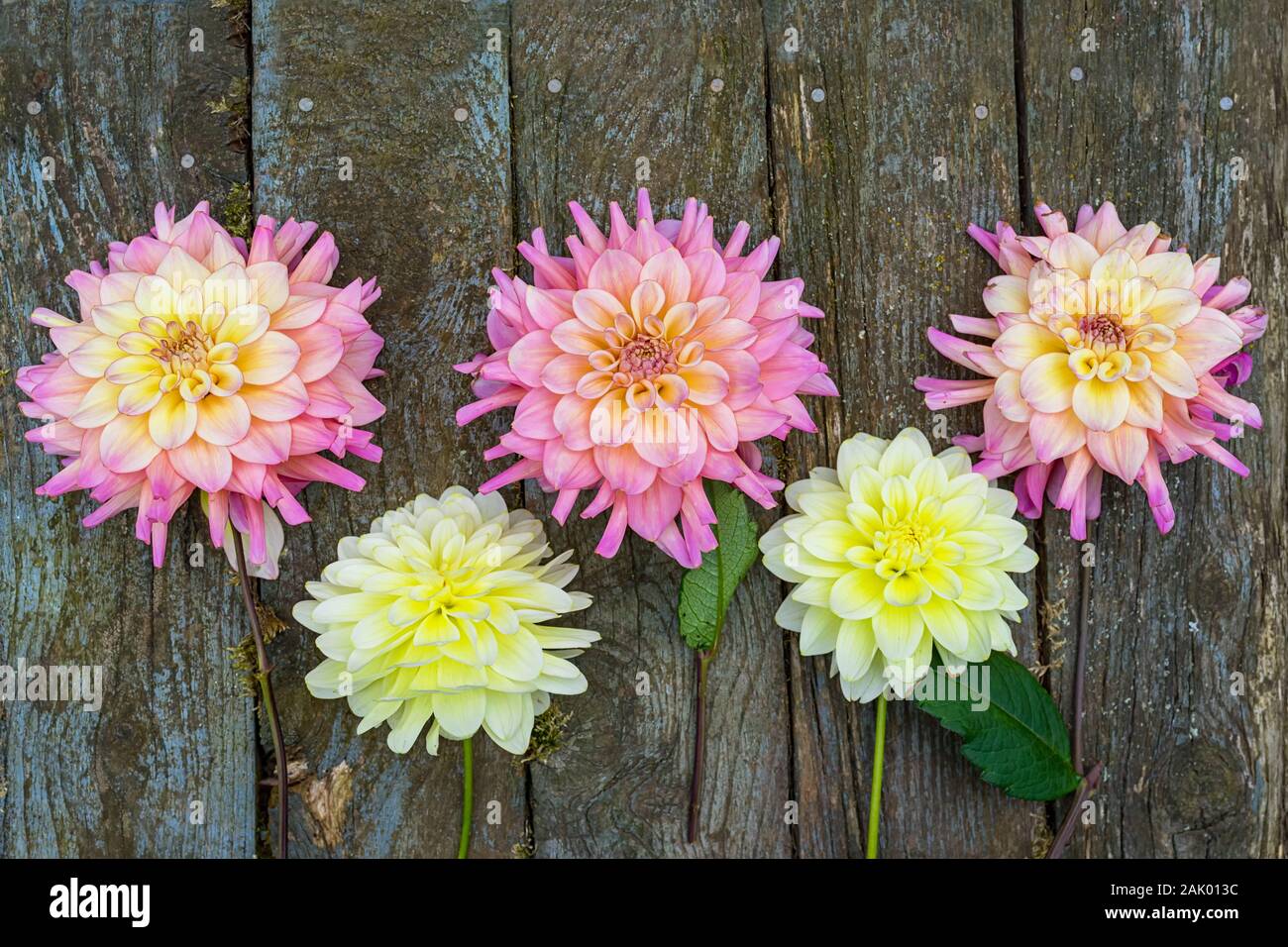 Très belle dahlias dans les tons de rose et de jaune. Banque D'Images