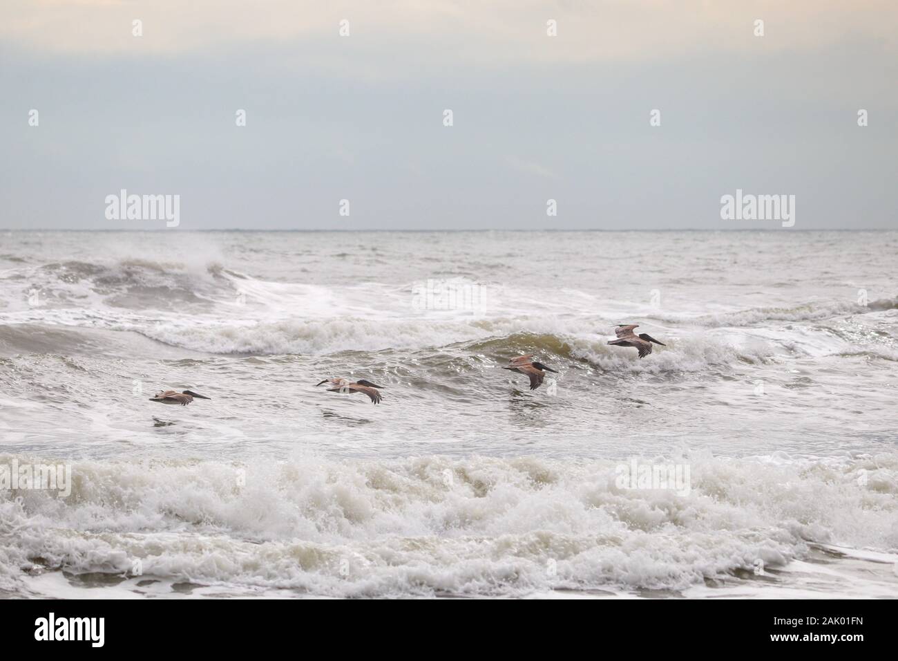 Oiseaux volant au-dessus des vagues de l'Océan Atlantique Banque D'Images