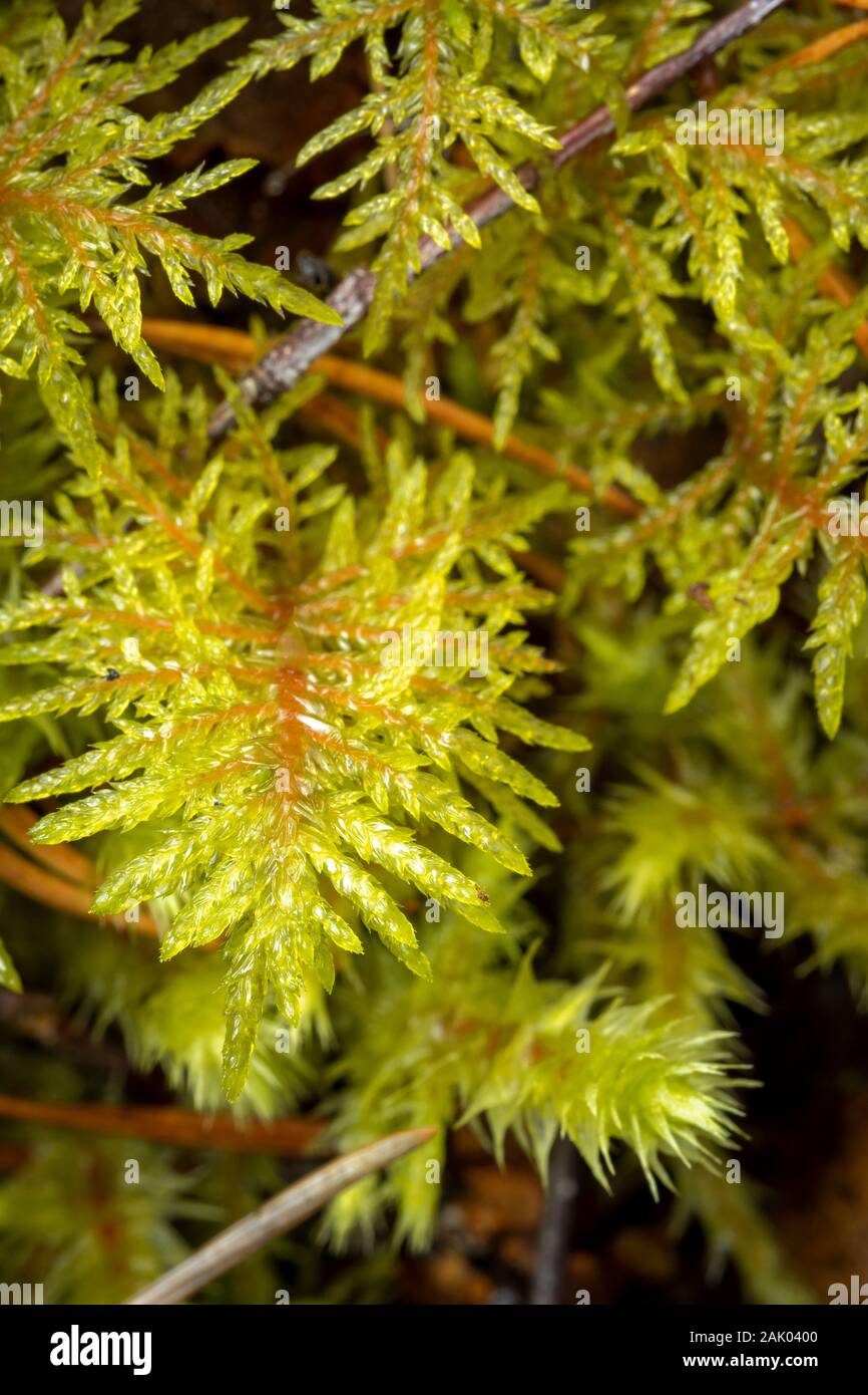 Moss (Hylocomiun bois étincelants splendens) à Abernethy Forest dans le Parc National de Cairngorms de l'Ecosse. Banque D'Images