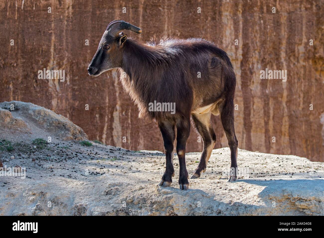 Hemitragus jemlahicus himalayenne (tahr) originaire de l'Himalaya dans le sud du Tibet, dans le nord de l'Inde et le Népal Banque D'Images