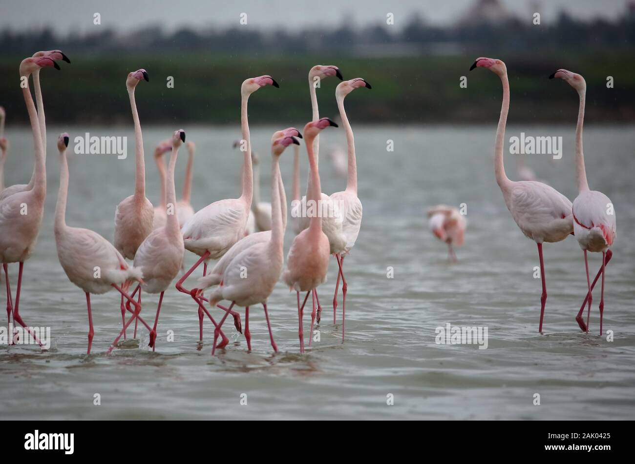 Belle flamants roses dans le lac salé à Larnaca, Chypre Banque D'Images