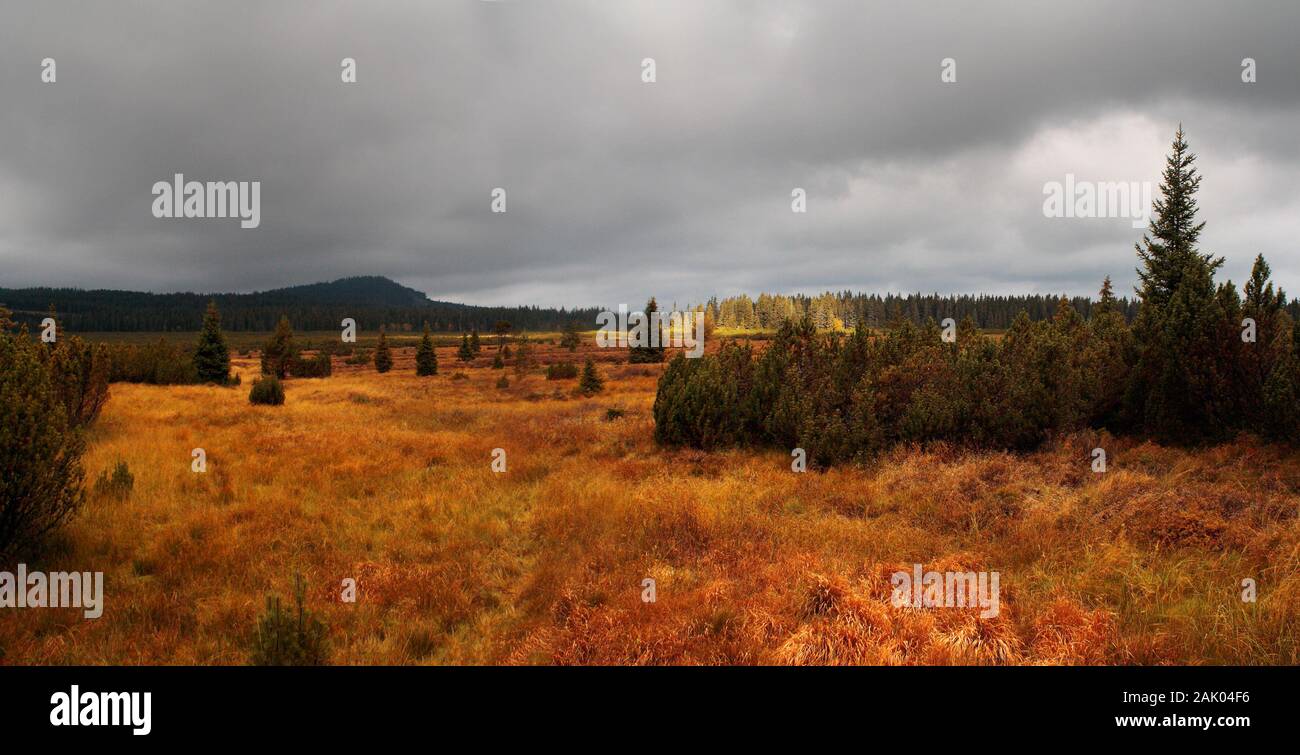 Paysage d'automne avec de grandes prairies herbeuses et des arbres, ciel couvert en arrière-plan, lac de la lande - tourbière et monument naturel dans la forêt de Bohême, cz Banque D'Images