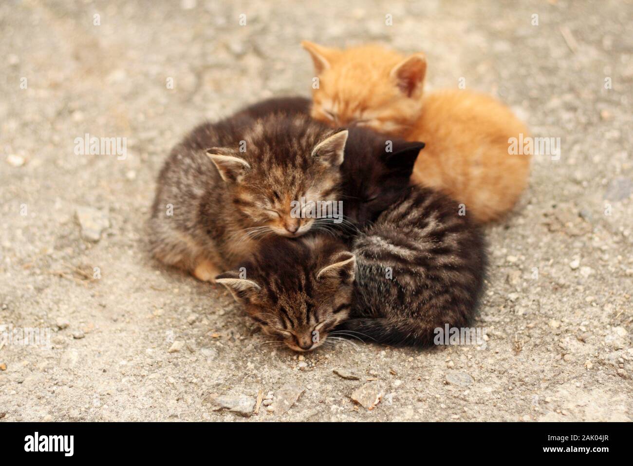 quatre chatons de couleur différente dormant ensemble Banque D'Images