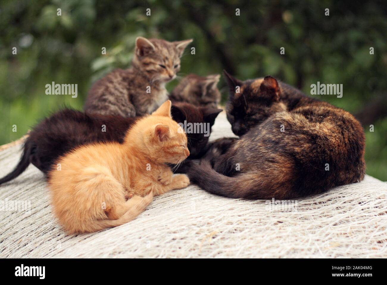 Petits Chatons Banque D Image Et Photos Alamy Petits Chatons Banque D Image Et Photos Alamy
