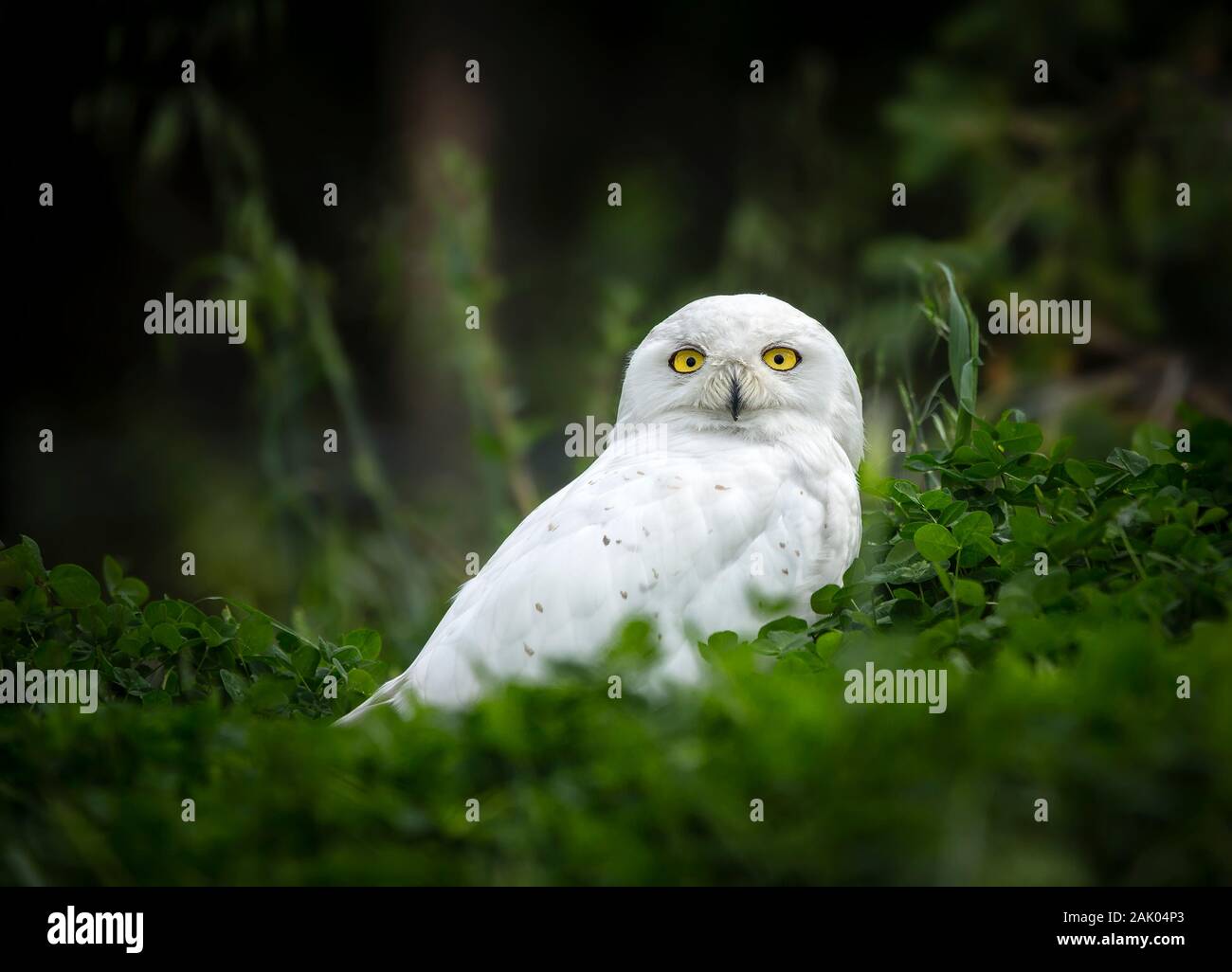 Bubo scandiacus Snowy Owl,, Manitoba, au Canada. Banque D'Images