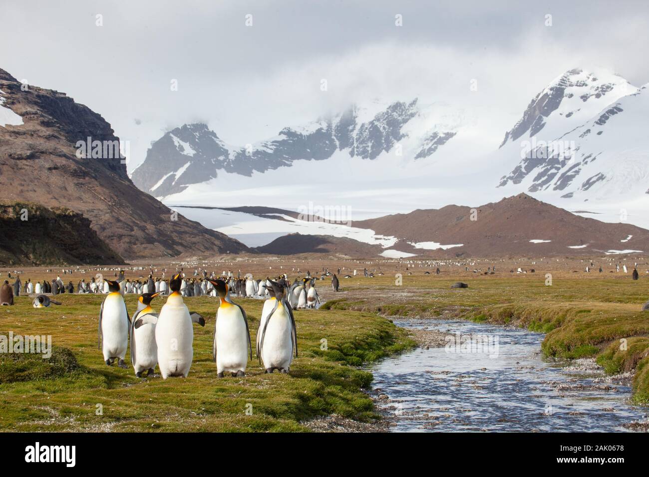 Le roi colonie de pingouins, la plaine de Salisbury, la Géorgie du Sud, l'Antarctique Banque D'Images