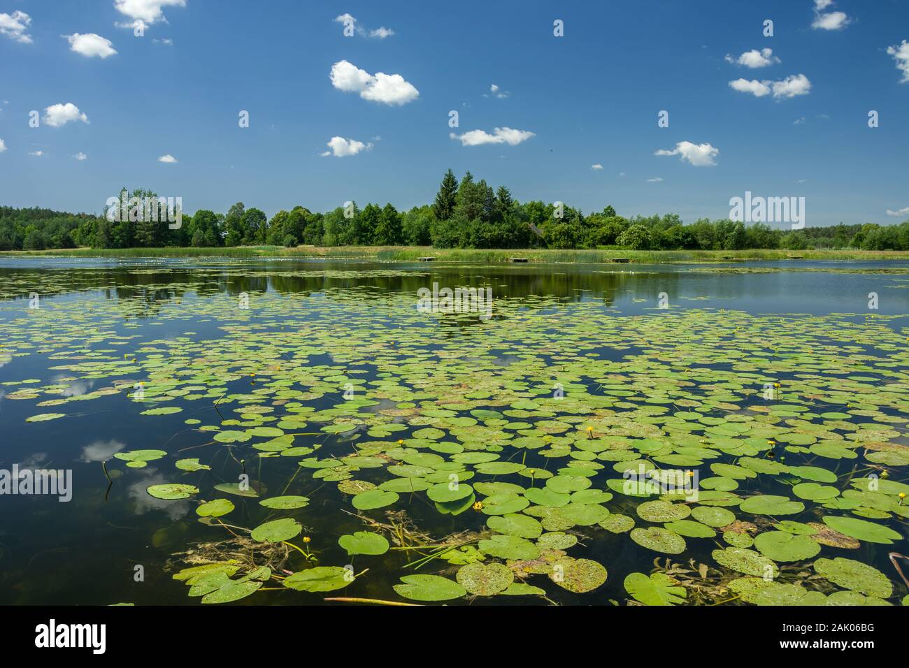 Les feuilles de lotus flottant sur la surface du lac, les arbres sur la rive et le ciel. Dubienka, Pologne Banque D'Images