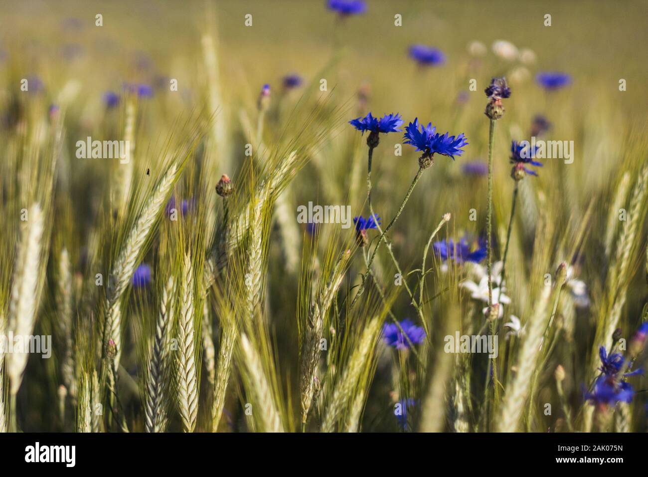 Fleurs de maïs bleues dans un champ de grain - vue rapprochée des épis de maïs Triticale et fleurs de maïs bleues dans un champ de maïs organique, rétrogro flou Banque D'Images