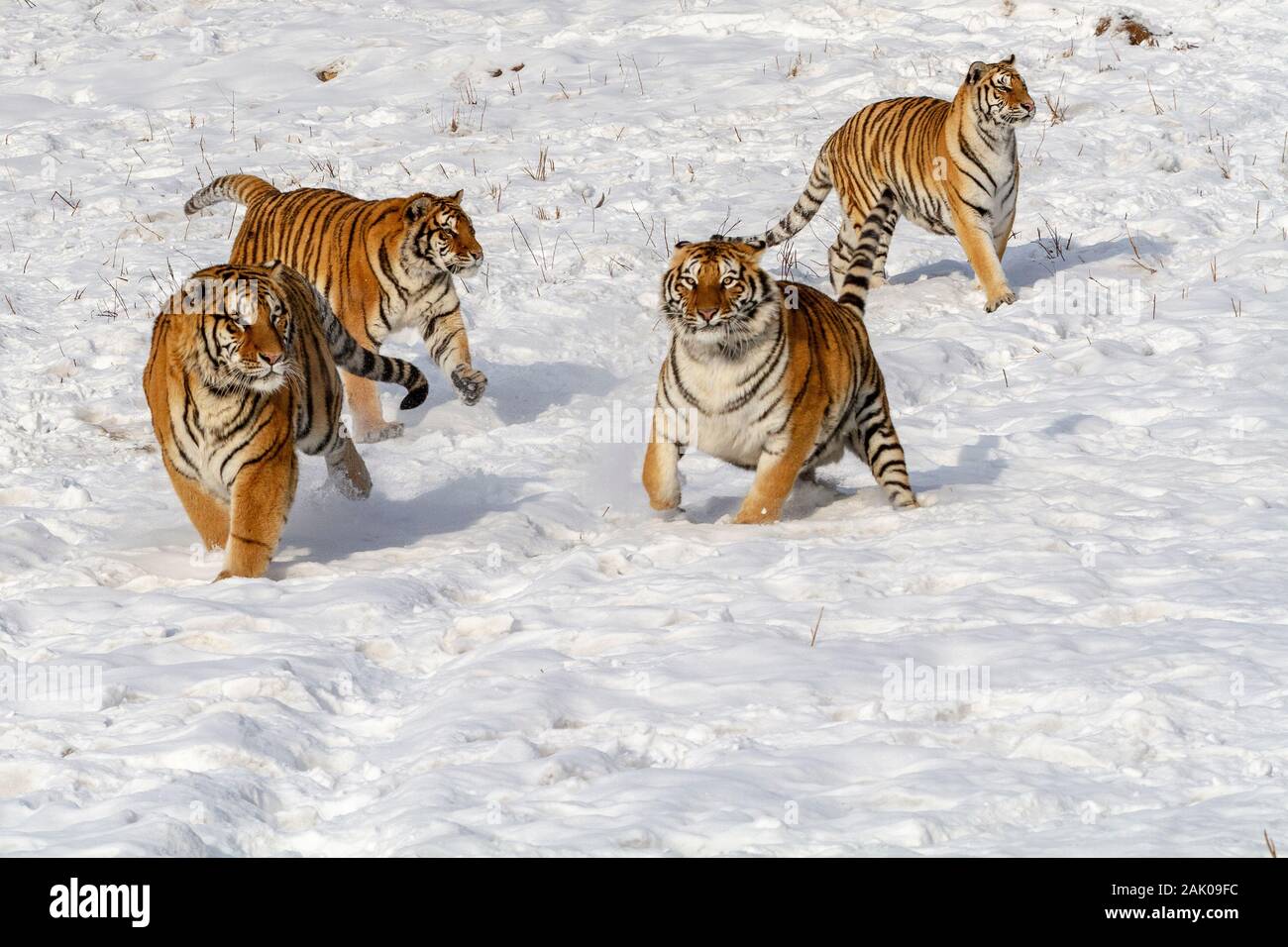 Tigres de Sibérie dans le parc de conservation du tigre dans la province de Heilongjiang, Hailin, nord-est de la Chine Banque D'Images