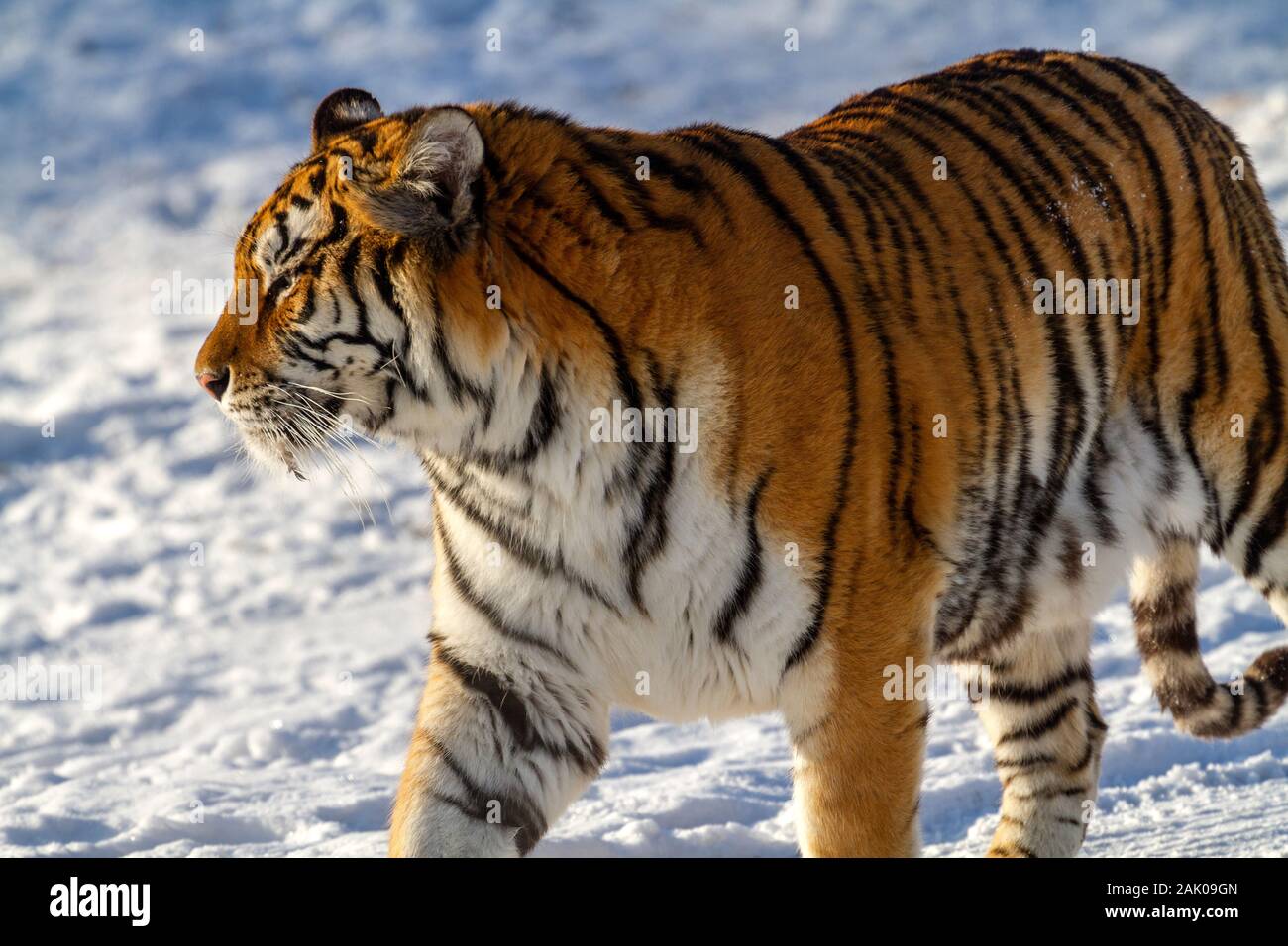 Tigre de Sibérie dans le parc de conservation du tigre dans la province de Heilongjiang, Hailin, nord-est de la Chine Banque D'Images