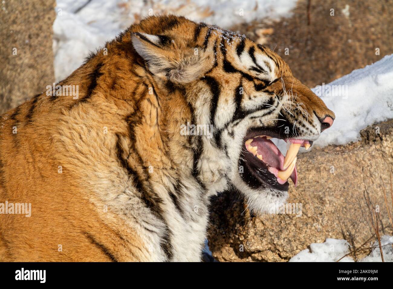 Tigre de Sibérie dans le parc de conservation du tigre dans la province de Heilongjiang, Hailin, nord-est de la Chine Banque D'Images