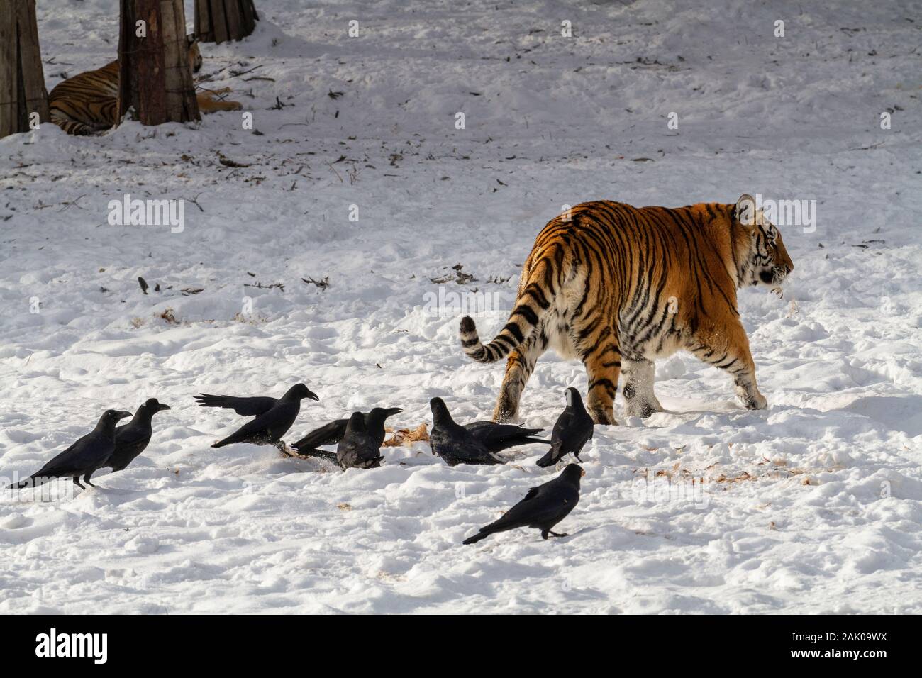 Tigre de Sibérie dans le parc de conservation du tigre dans la province de Heilongjiang, Hailin, nord-est de la Chine Banque D'Images