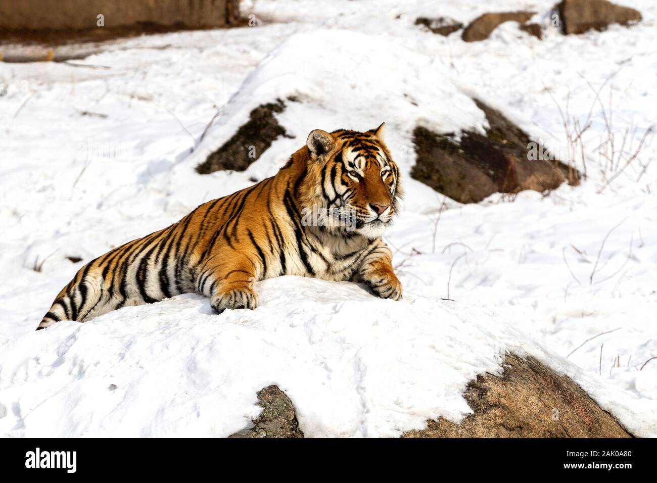 Tigre de Sibérie dans le parc de conservation du tigre dans la province de Heilongjiang, Hailin, nord-est de la Chine Banque D'Images