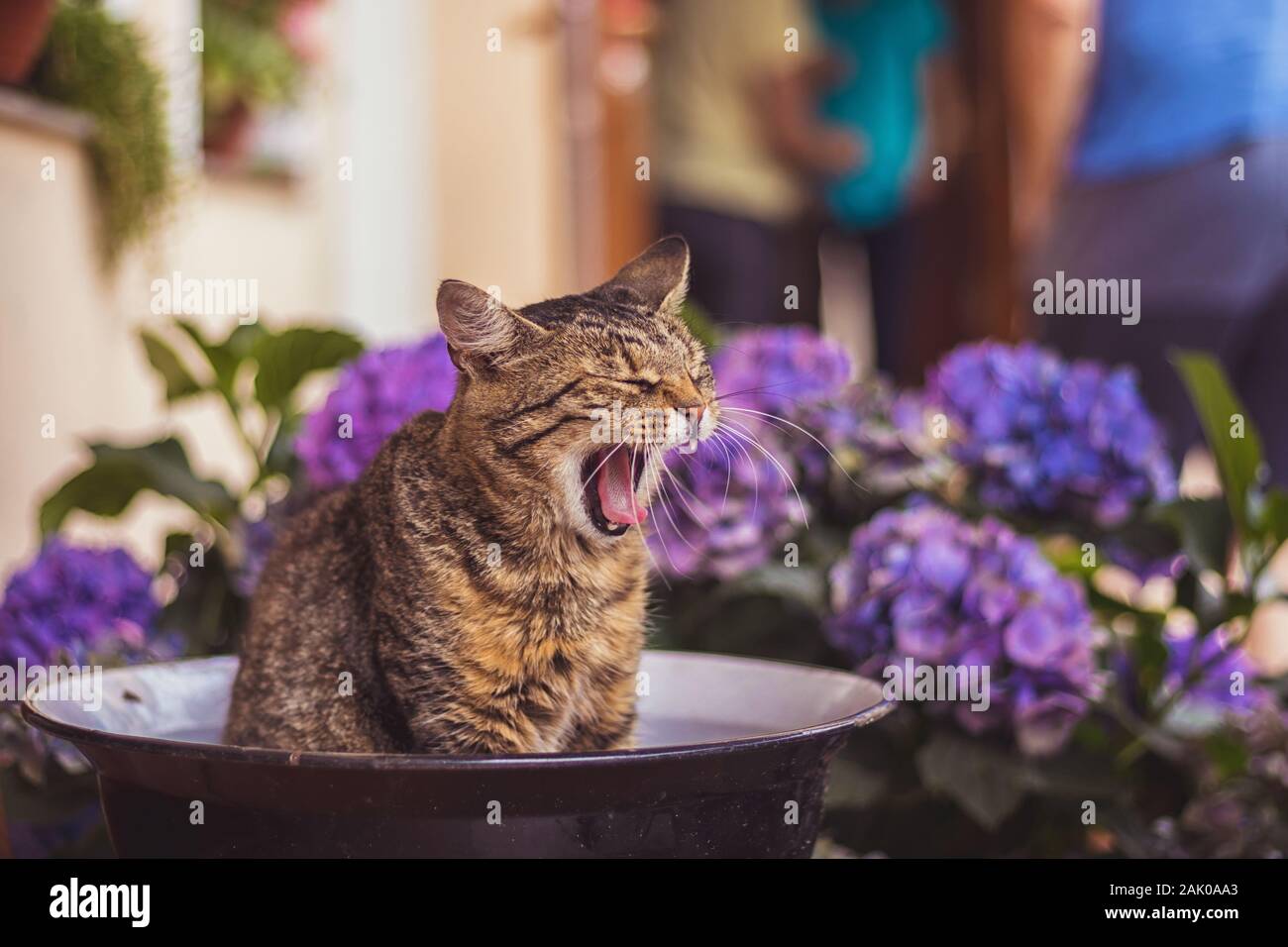 Chat de tabby endormi assis dans un bol sur le porche et les yawns, autour des fleurs d'hortensia bleu et violet, en arrière-plan les gens dans le jardin Banque D'Images