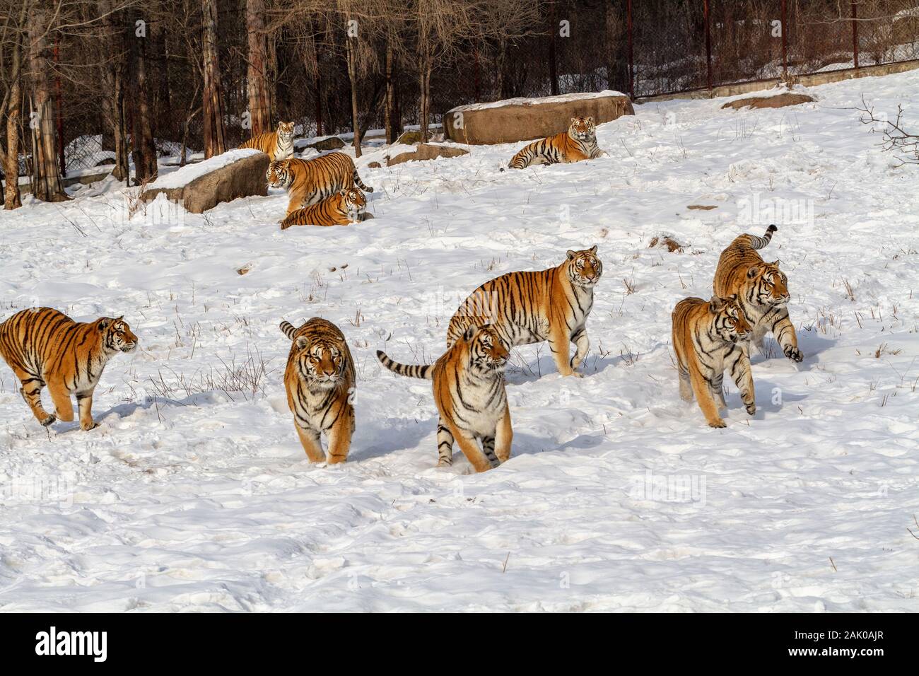 Tigres de Sibérie dans le parc de conservation du tigre dans la province de Heilongjiang, Hailin, nord-est de la Chine Banque D'Images