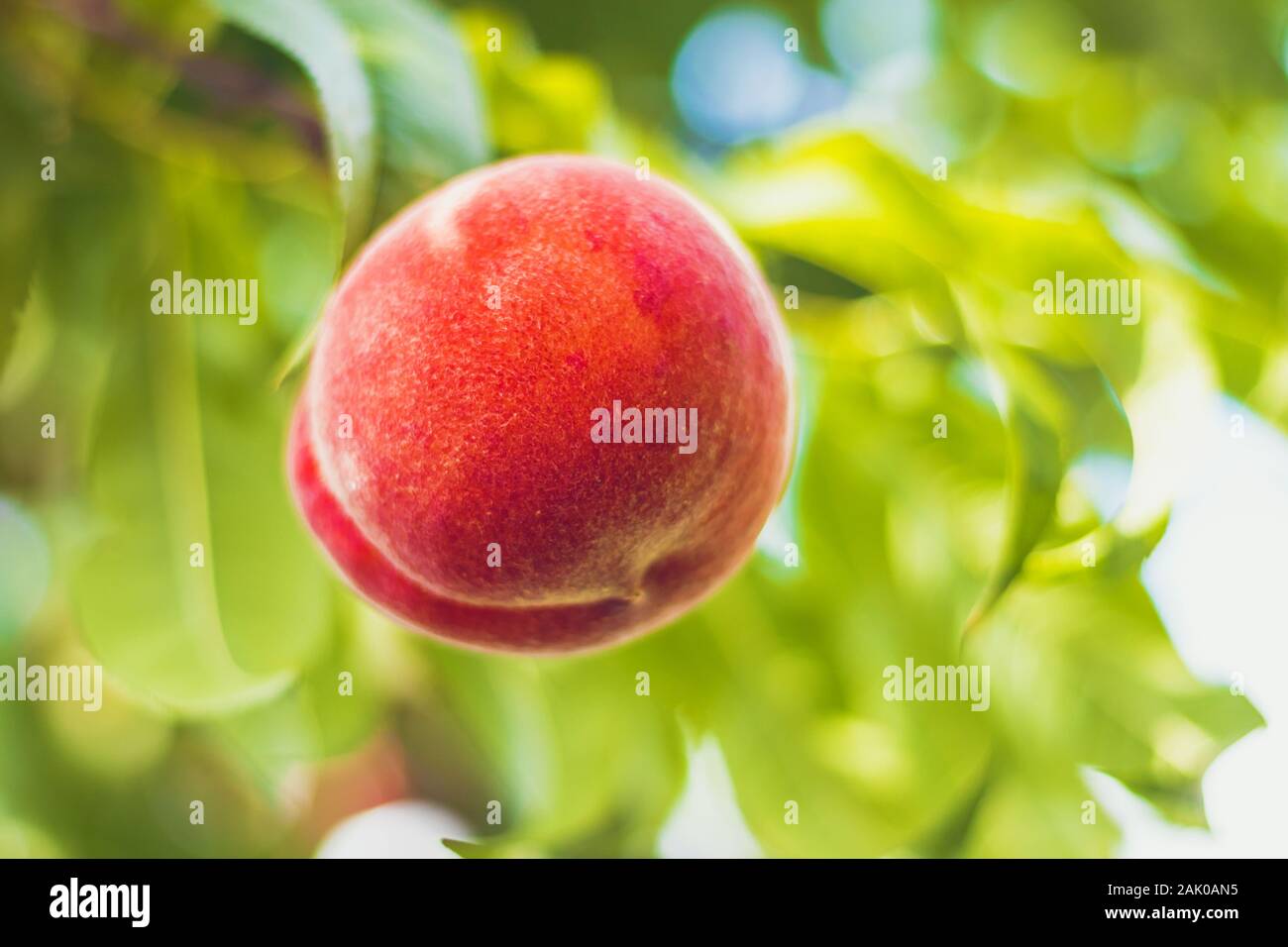 Pêche (détail des fruits) sur l'arbre, feuilles vertes autour, brillant à travers le ciel clair Banque D'Images