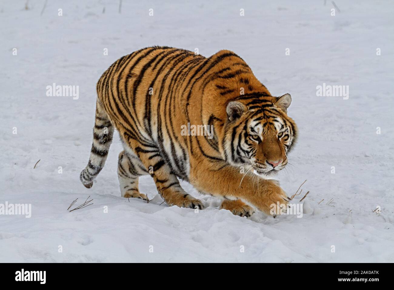 Tigre de Sibérie dans le parc de conservation du tigre dans la province de Heilongjiang, Hailin, nord-est de la Chine Banque D'Images