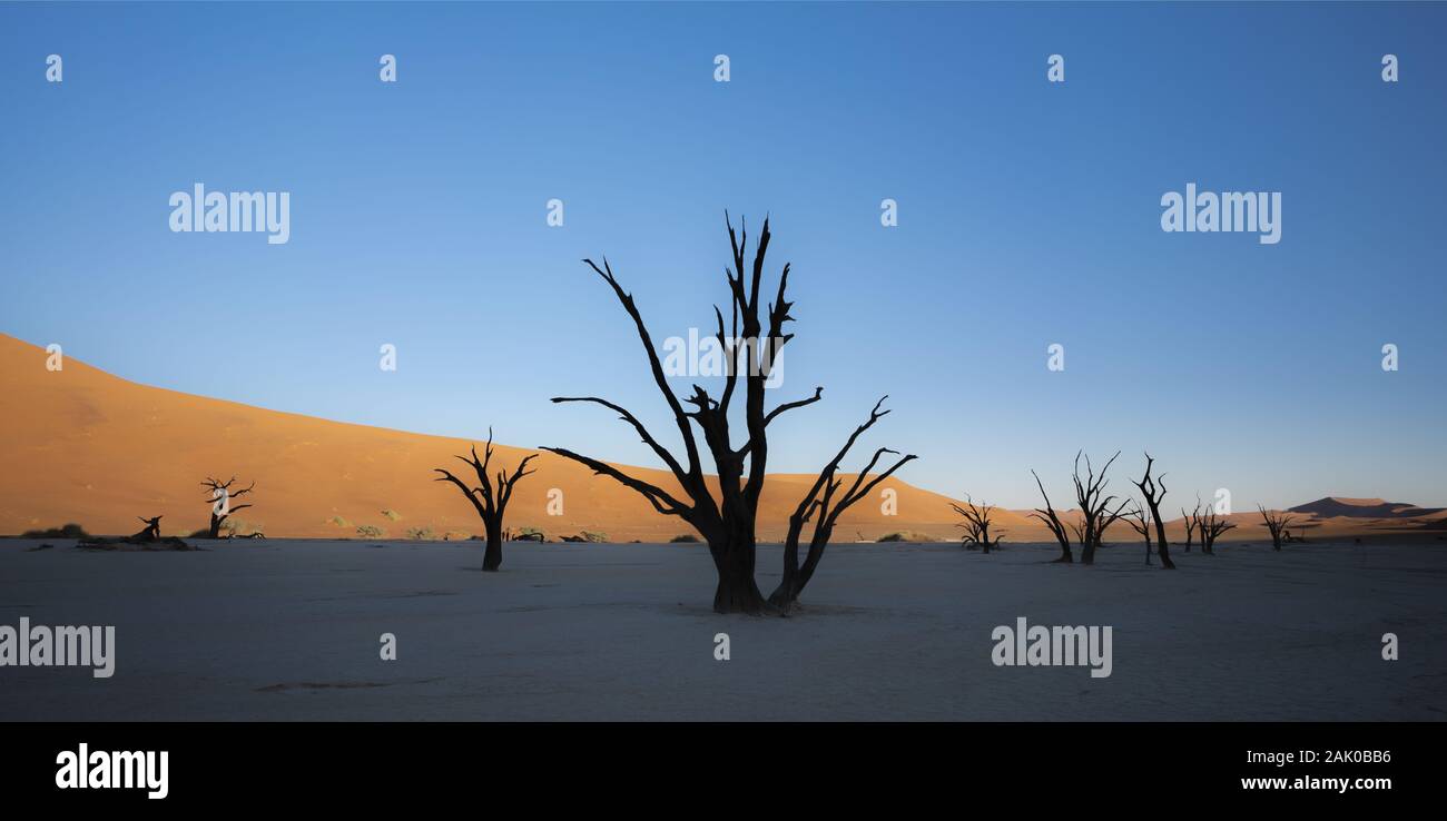 Lumière matinale sur les squelettes d'acacia de Deadvlei-Sossusvlei, Namibie Banque D'Images
