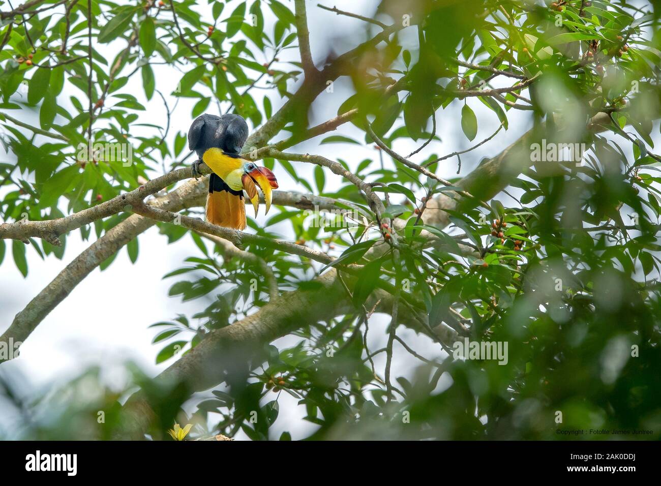 Le calao Banque D'Images