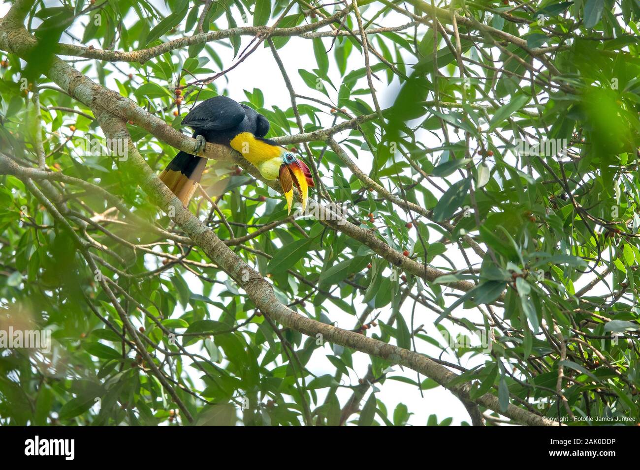 Le calao Banque D'Images