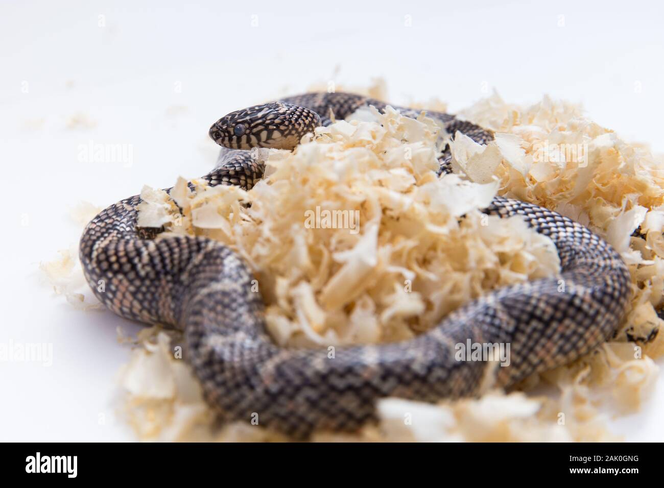 Lampropeltis getula meansi, communément appelé Kingsnake Apalachicola Banque D'Images