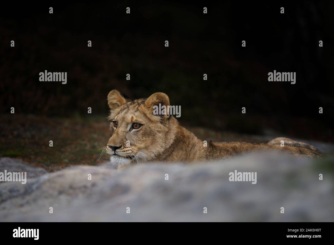 Jeune lionne couchée cube . Panthera leo. Détente chaton Lion Banque D'Images