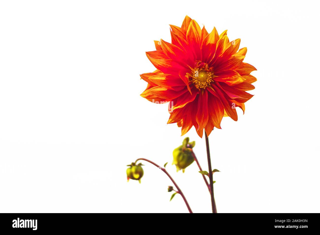 Fleur de Dahlia rouge isolée sur fond blanc Banque D'Images