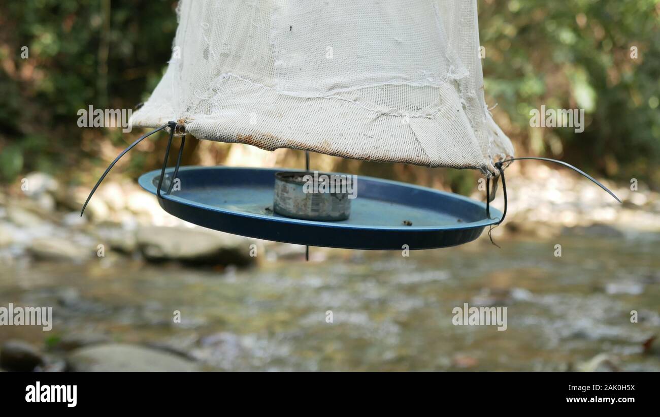 Piège papillon avec banane appât pour capturer les papillons vivants pour les relevés dans la forêt amazonienne au Pérou Banque D'Images