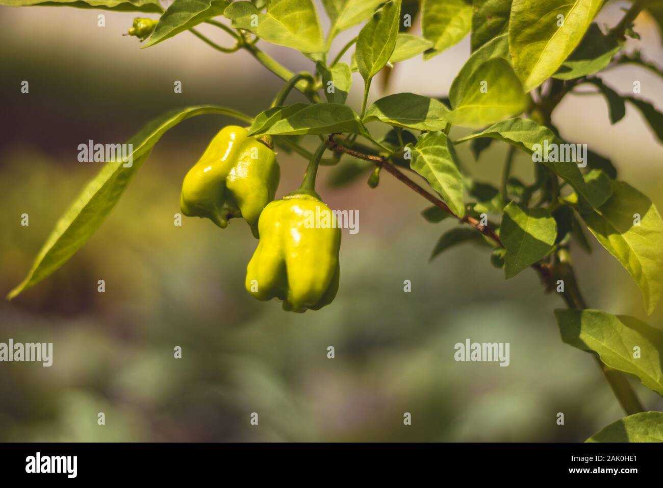 Capsicum - jeune poivron vert sur plante avec feuilles, dans le jardin, sur fond vert Banque D'Images