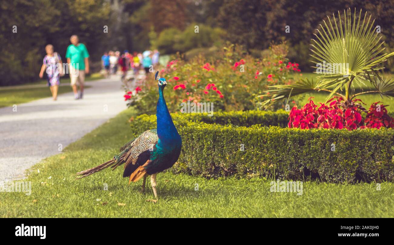 peacock dans le parc (avec chemin, pelouse et parterres de fleurs), personnes marchant en arrière-plan, jour d'été (jardin de fleurs, Kromeriz) Banque D'Images