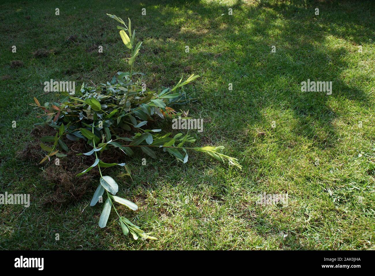 Jardinage - clipped branches de willow s'allonger sur la pelouse Banque D'Images