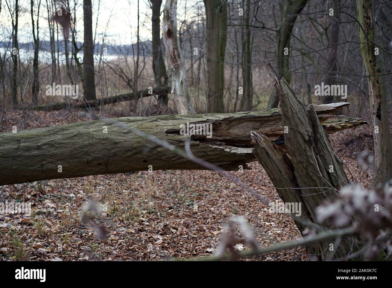 Arbre brisé gisant dans l'automne dans la forêt - dans l'arrière-plan des feuilles tombées et le lac Banque D'Images