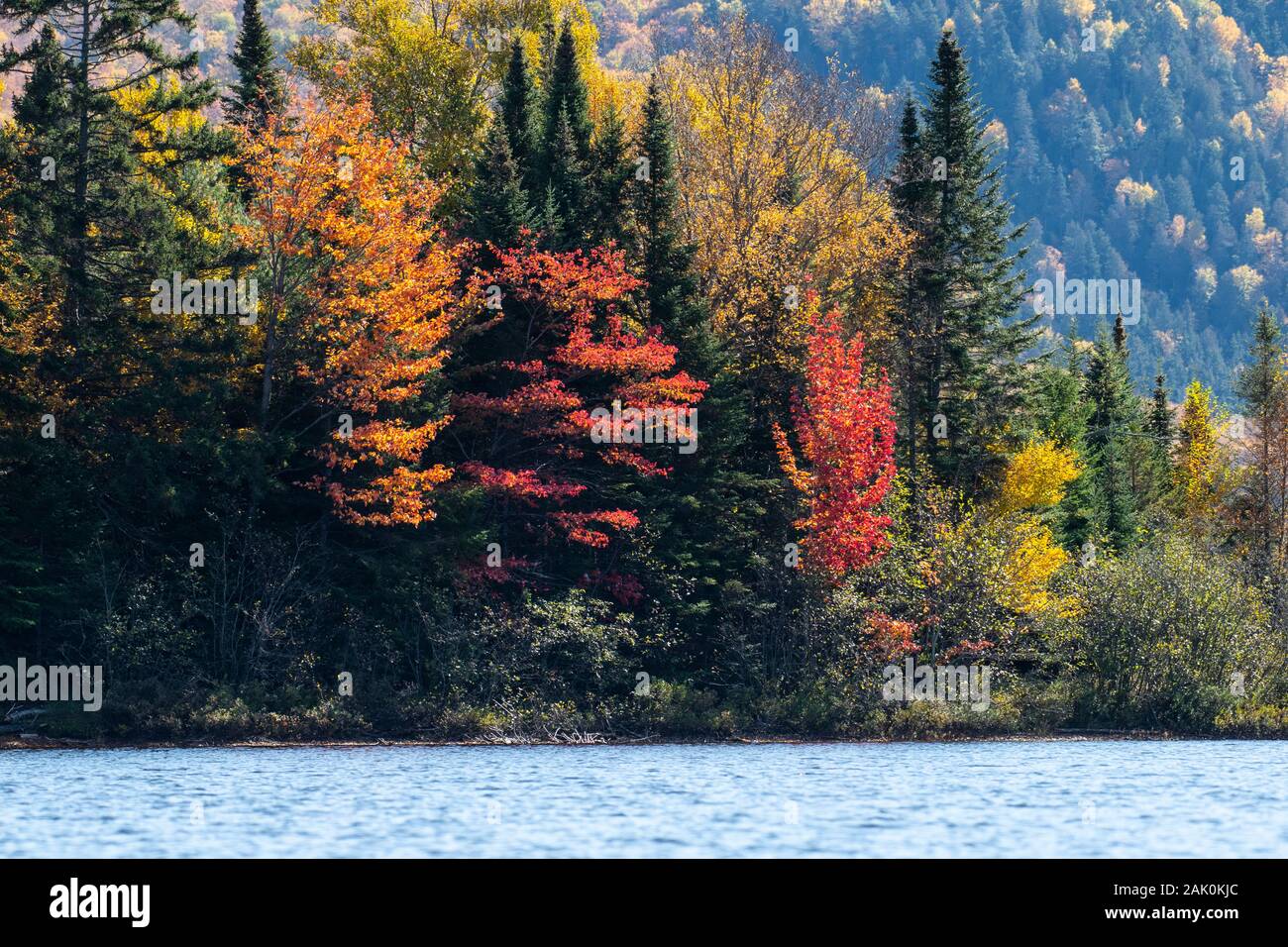 Forêt d'automne au bord du lac Banque D'Images
