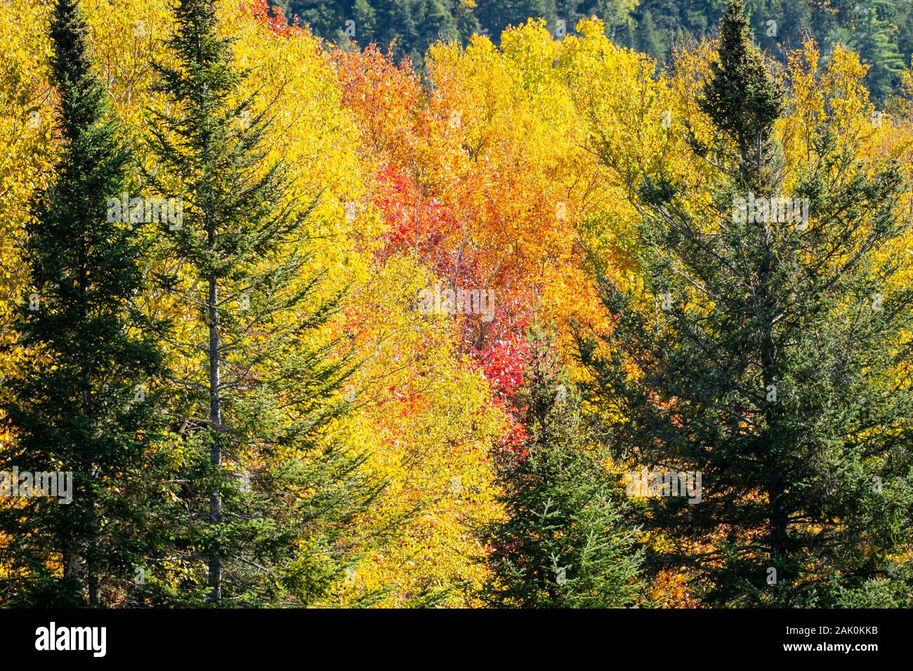Vue sur forêt d'automne Banque D'Images