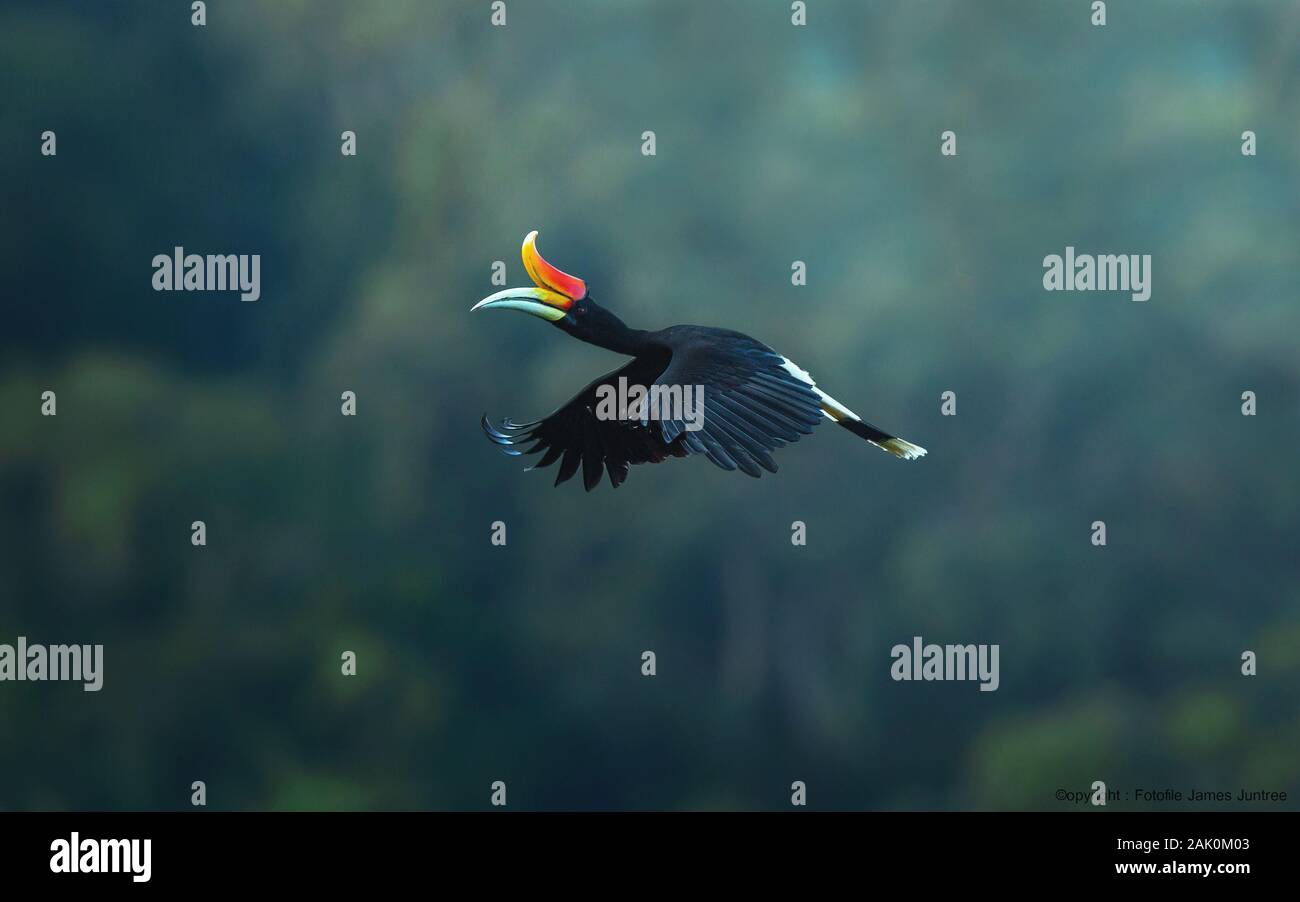 Le calao Rhinocéros dans la nature. Banque D'Images