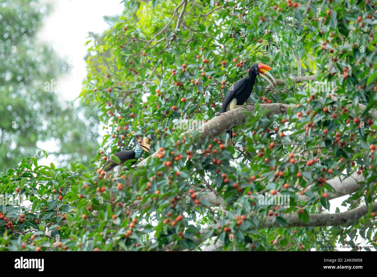 Le calao Rhinocéros dans la nature. Banque D'Images