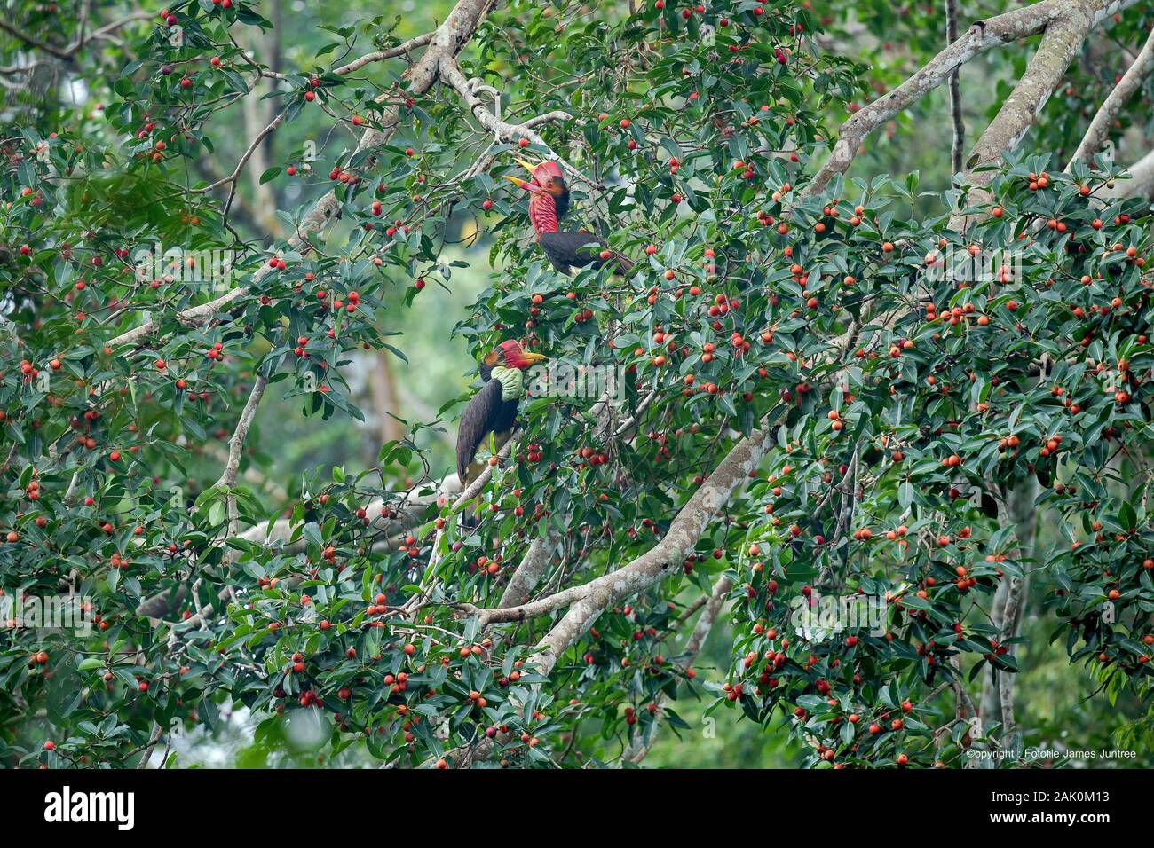Le calao casqué(Rhinoplax vigil) Banque D'Images