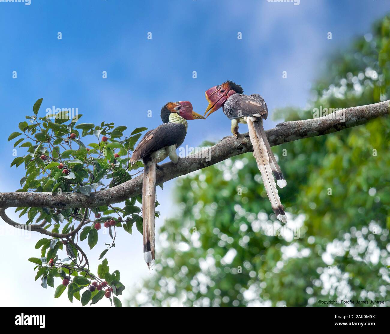 Le calao casqué(Rhinoplax vigil) Banque D'Images