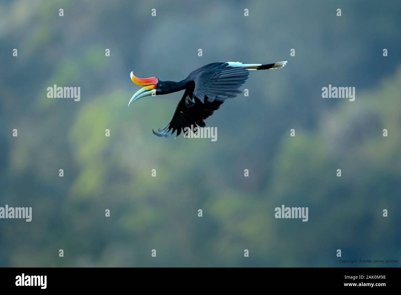 Le calao Rhinocéros dans la nature. Banque D'Images