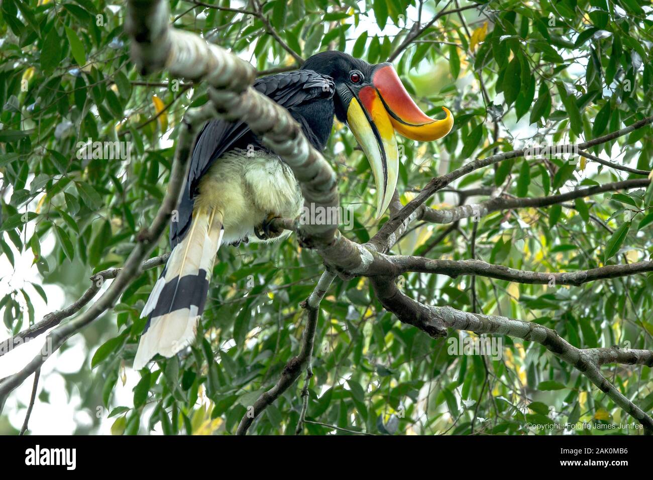 Le calao Rhinocéros dans la nature. Banque D'Images