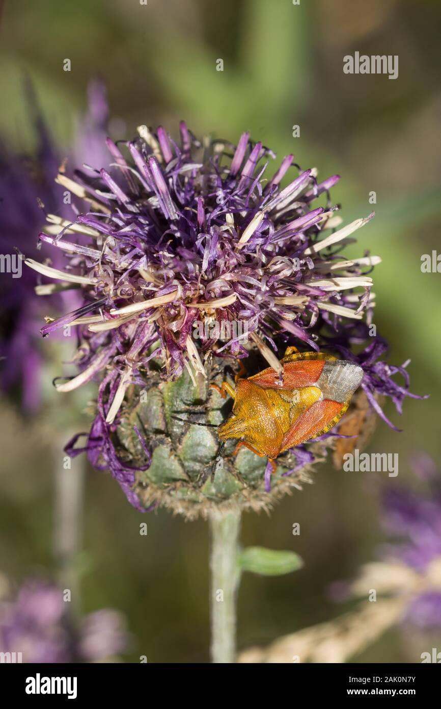 Black-shouldered (Carpocoris purpureipennis bug shield) perché sur fleur pourpre. Pologne Banque D'Images