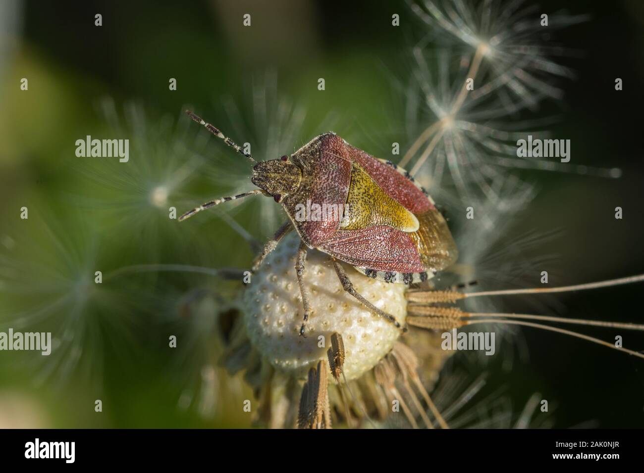 Hairy Shieldbug aussi connu comme la prunelle bug (Dolycoris baccarum) perché sur un pissenlit Banque D'Images