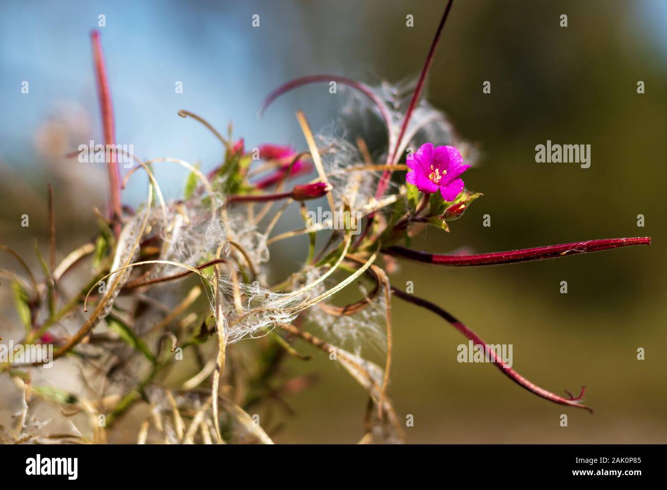 Floraison Epilobium parviflorum ( woboherbe de l'ovaire, wlowherbe de la petite fleur) - vue rapprochée de la fleur rouge, de la peluche et des graines Banque D'Images