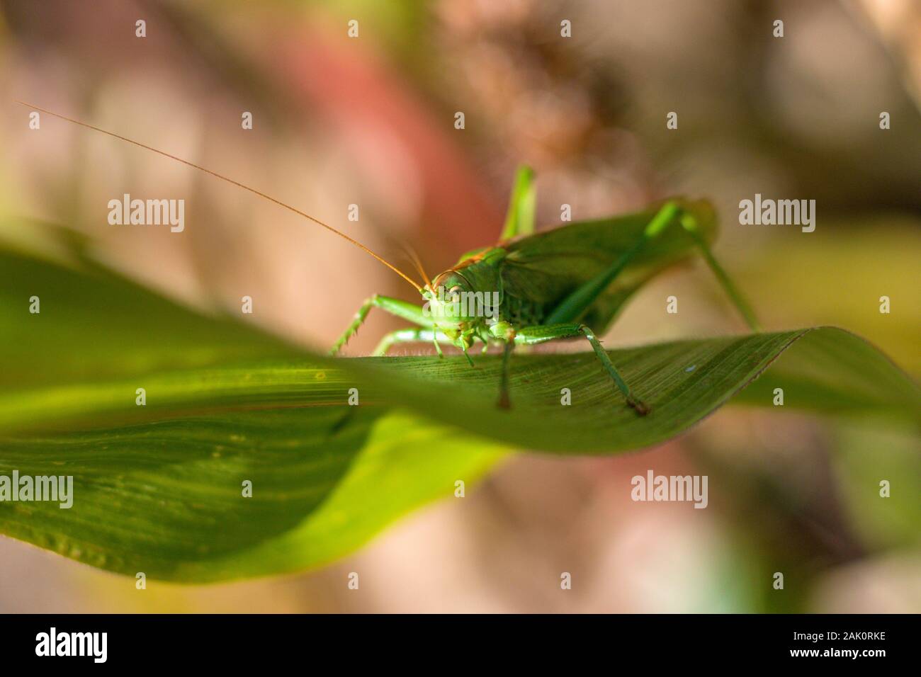 Sauterelle sur une feuille - vue rapprochée du grand grillon vert a feuille de maïs (Tetigonia viridissima) Banque D'Images